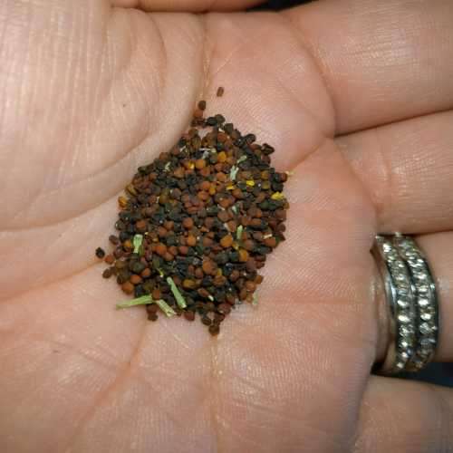 Mustard Greens Organic - 20 Seeds