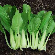 Pak Choi White Chinese Organic - 40 Seeds x 2
