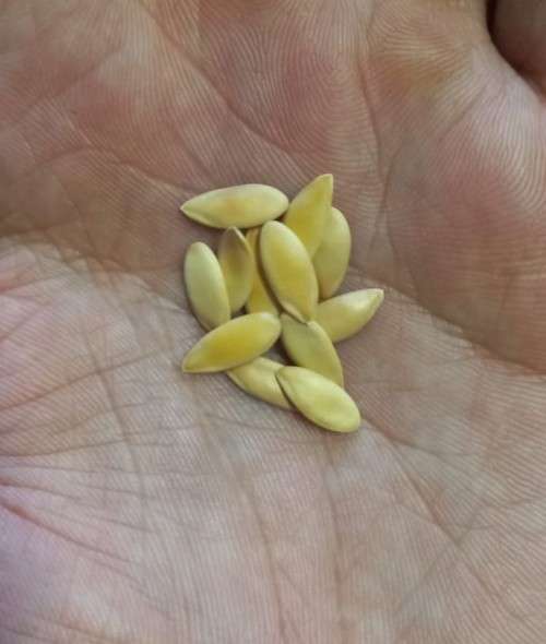 Melon Hales Best Jumbo Organic - 10 Seeds