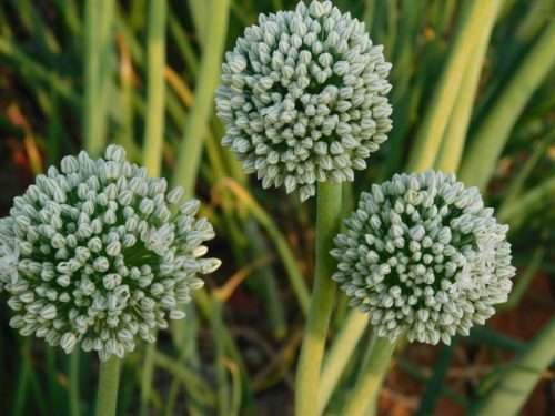 Onion Texas Grano Organic - 50 Seeds