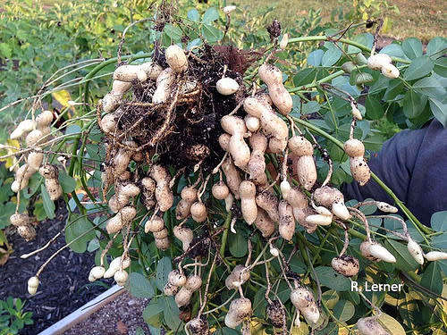 Peanuts Monkey Organic - 10 Seeds