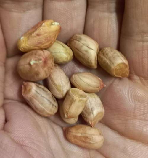 Peanuts Monkey Organic - 10 Seeds