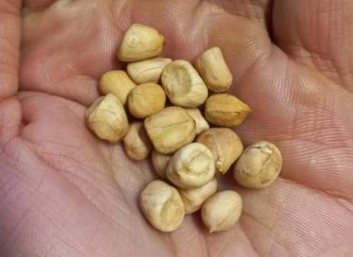 Peanut Small Organic - 15 Seeds