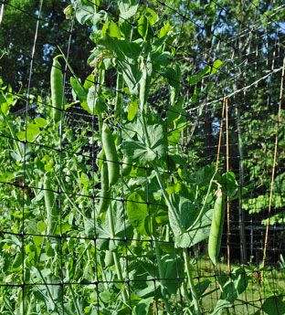Pea Tall Telephon Garden Organic - 20 Seeds