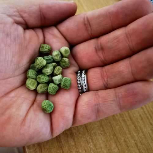 Pea Garden Sweet Pod Organic - 20 Seeds