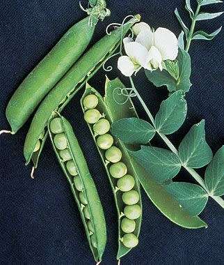 Pea Garden Sweet Pod Organic - 20 Seeds