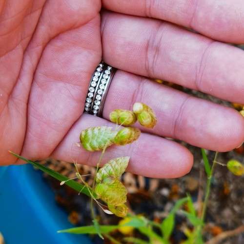 Grass Briza Rattlesnake - 10 Seeds