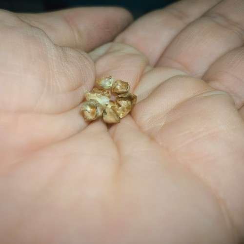 Grass Briza Rattlesnake - 10 Seeds