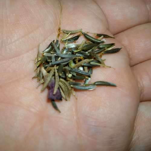 Cosmos Bright Lights (Pink) - 15 Seeds