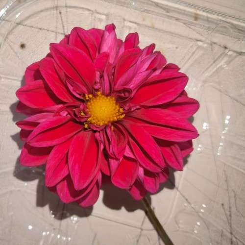 Dahlia Unwins Mix - 40 Seeds