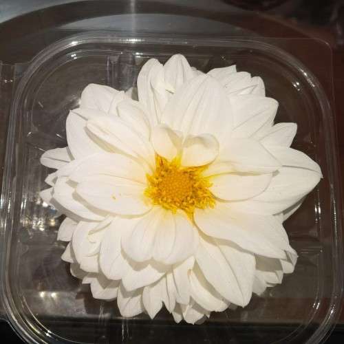 Dahlia Unwins Mix - 40 Seeds