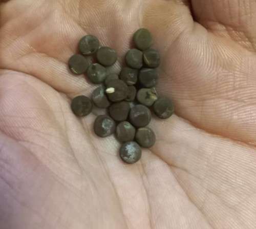 Sweet Pea Old Spice - 20 Seeds
