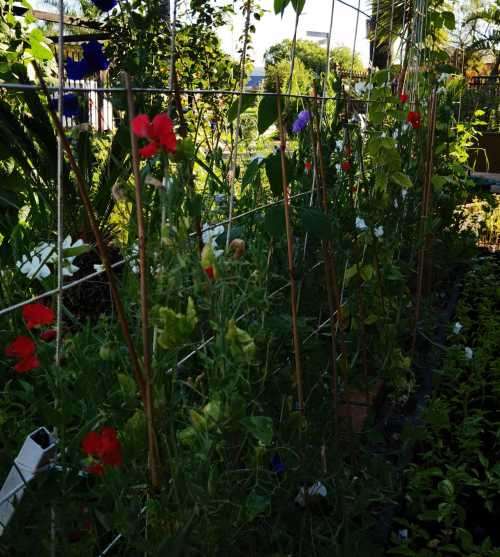 Sweet Pea Old Spice - 20 Seeds