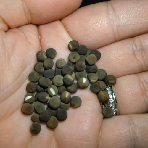 Sweet Pea Old Spice - 20 Seeds
