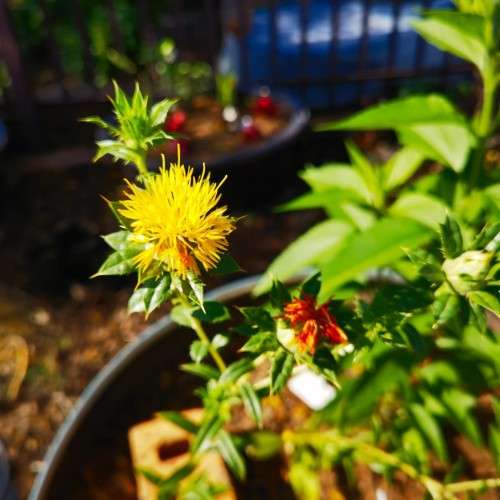 Safflower (Poorman`s Saffron) Organic - 30 Seeds