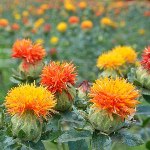 Safflower (Poorman`s Saffron) Organic - 30 Seeds