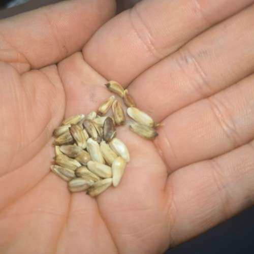 Safflower (Poorman`s Saffron) Organic - 30 Seeds