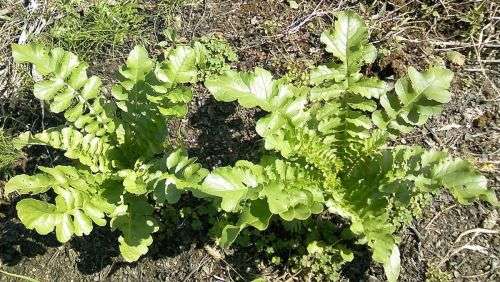 Radish Daikon Organic - 20 Seeds