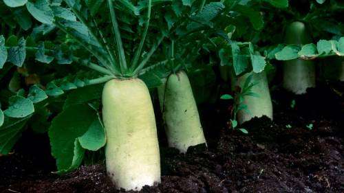 Radish Daikon Organic - 20 Seeds