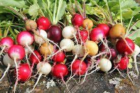 Radish Mix Organic - 50 Seeds
