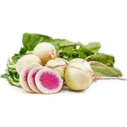 Radish Watermelon Organic - 50 Seeds