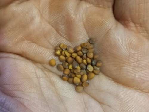 Radish Watermelon Organic - 50 Seeds