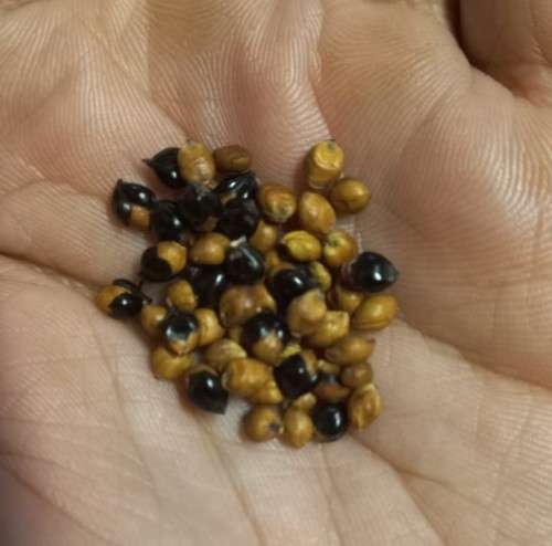 Sorghum Ames Amber Organic - 50 Seeds
