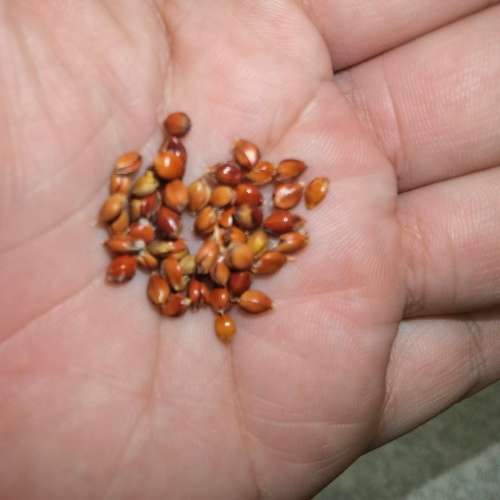 Sorghum Apache Red Sugar Cane Organic - 50 Seeds