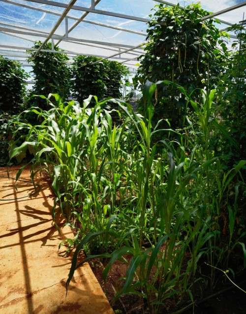 Sorghum Apache Red Sugar Cane Organic - 50 Seeds