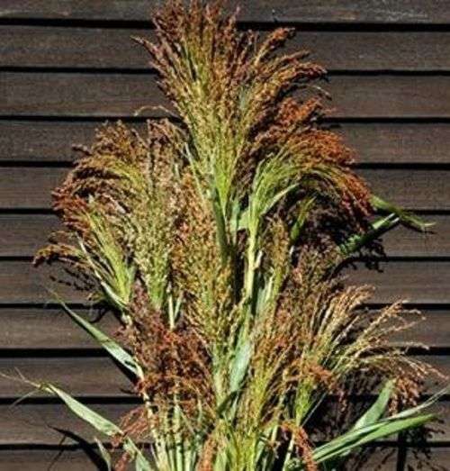 Sorghum Broomcorn Organic - 50 Seeds