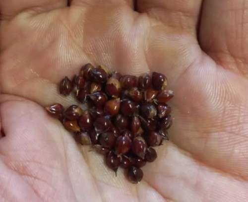 Sorghum Broomcorn Organic - 50 Seeds