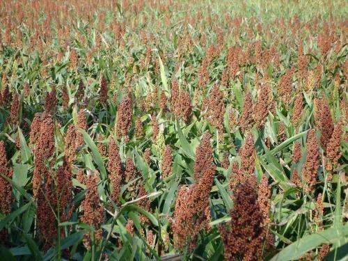 Sorghum Honey Drip Organic - 50 Seeds (2 for the Price of 1)