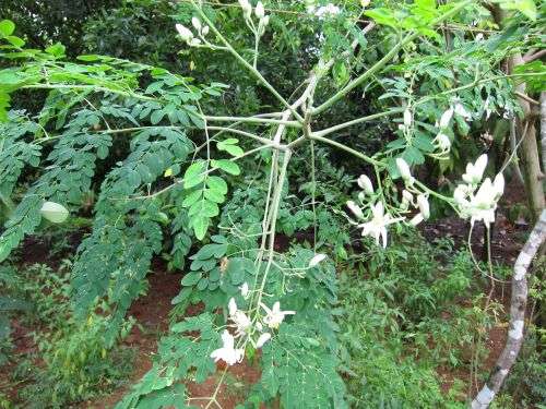Moringa Oleifera Organic Seeds - 15 Seeds