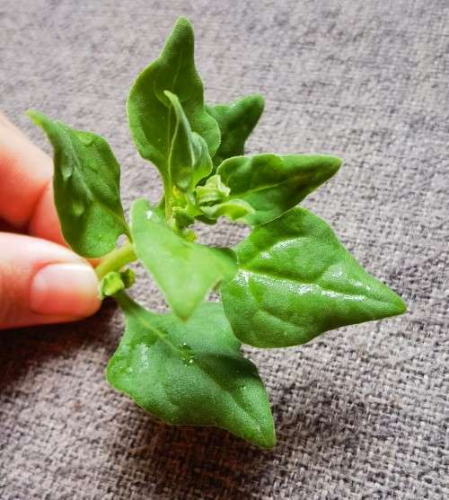 New Zealand Spinach Organic - 10 Seeds