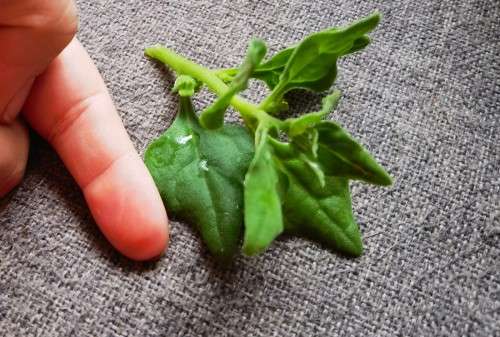 New Zealand Spinach Organic - 10 Seeds