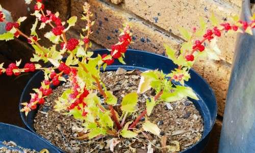 Strawberry Spinach Organic - 20 Seeds