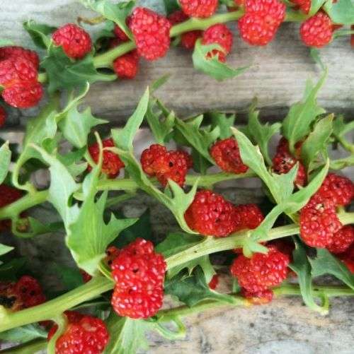 Strawberry Spinach Organic - 20 Seeds