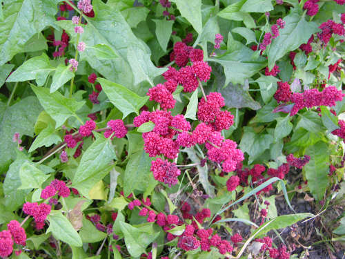 Strawberry Spinach Organic - 20 Seeds