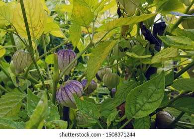 Tomatillo Really Purple Organic - 15 Seeds