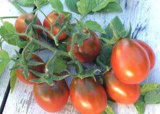 Tomato Tsunshigo Organic - 10 Seeds