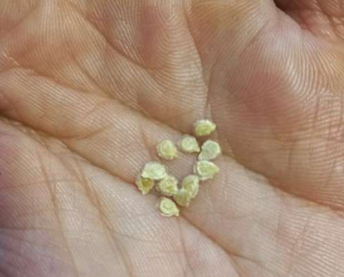 Tomato Tsunshigo Organic - 10 Seeds