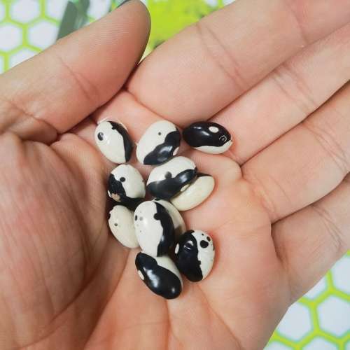 Bean Orca Bush Organic - 10 Seeds