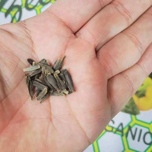 Dahlia Unwins Mix - 40 Seeds