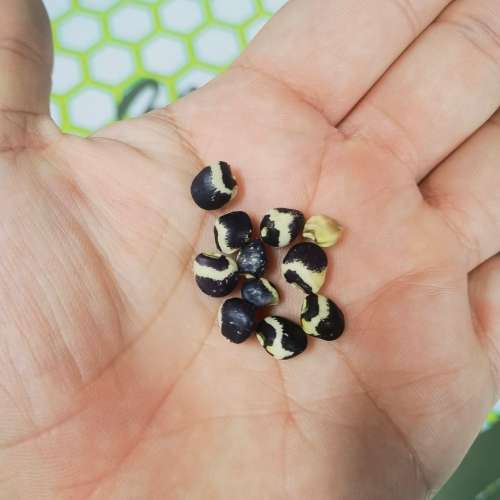 Bean Royal Striped Cowpea (10 Seeds)