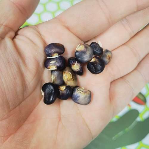 Bean Succotash Pole (10 Seeds)