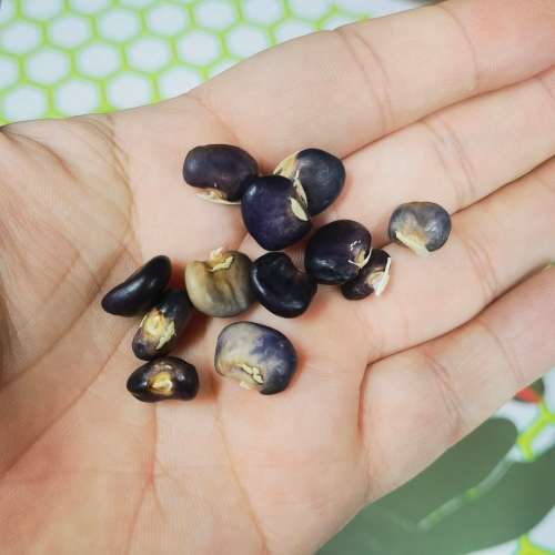 Bean Succotash Pole (10 Seeds)