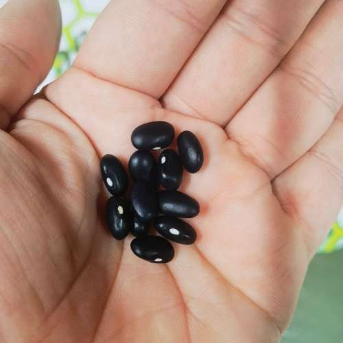 Bean Bush Spanish Black (10 Seeds)