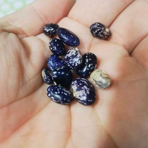 Bean Bird Egg Blue Bush (10 Seeds)