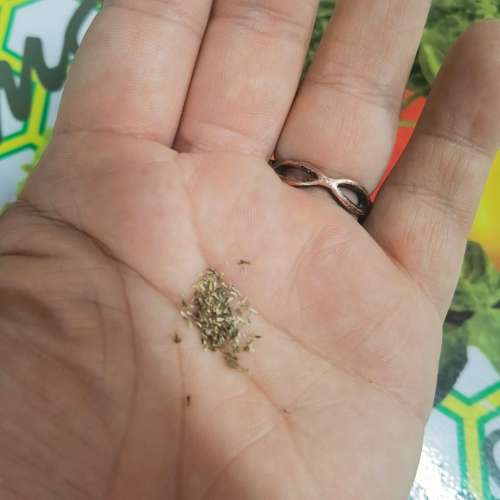 Feverfew (20 Seeds)