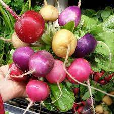 Radish Mixed (50 Seeds)